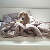 Ein Hund liegt entspannt zwischen Kissen und Decke auf einem Bett
